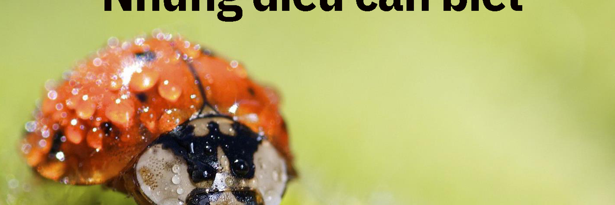 Chụp ảnh macro và những điều cần biết