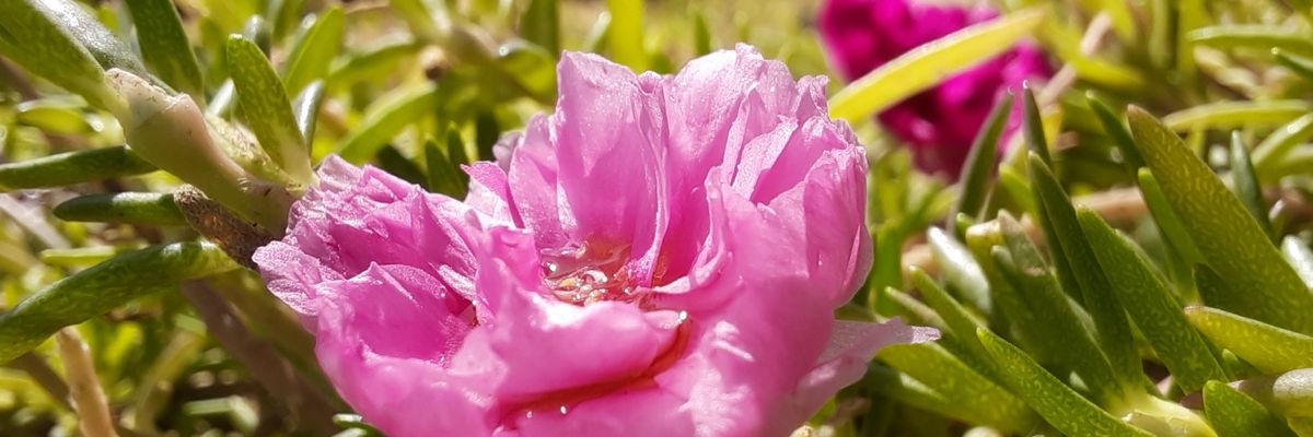 Trải nghiệm camera Macro của Samsung Galaxy A51: Chi tiết tốt, tách bạch, màu sắc tươi tắn