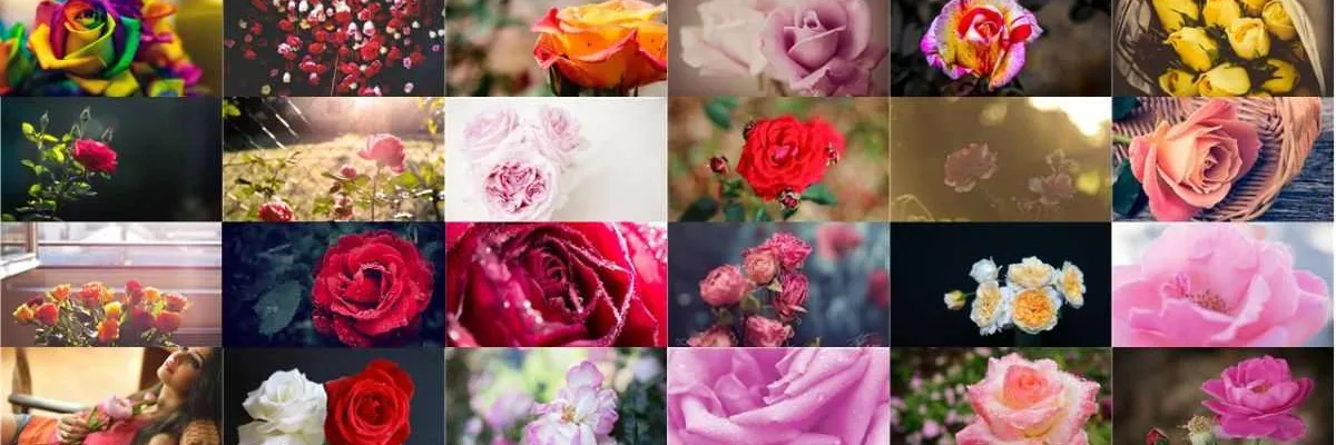 Hình nền hoa hồng tuyệt đẹp