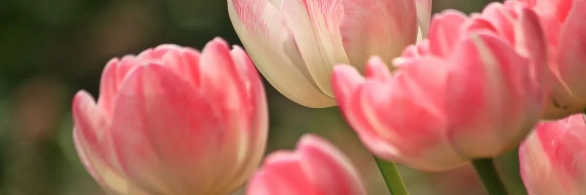 101+ hình nền hoa Tulip chill và đẹp nhất cho điện thoại, PC