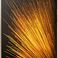 Xiaomi Mi 5 32GB cũ