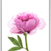 Xiaomi Mi Max 16GB 2GB RAM