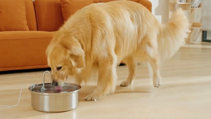 Hướng dẫn cách lắp và sử dụng máy cho thú cưng uống nước tự động Oneisall PWF 001