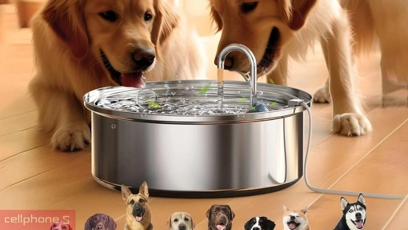 Hướng dẫn chăm sóc thú cưng đúng cách cho người mới