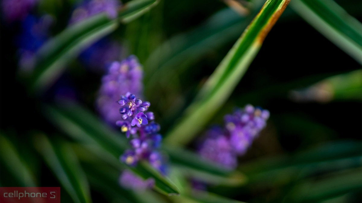 Chất lượng hình ảnh của lens Sigma 56mm F1.4 DC DN Contemporary For Sony E