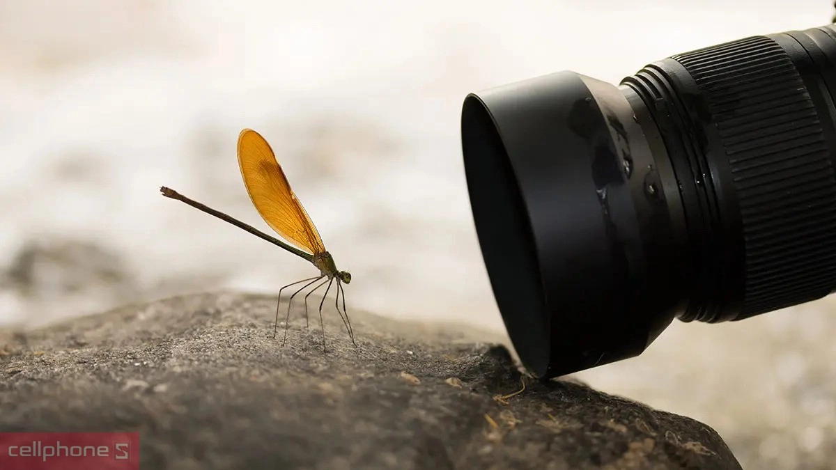 Lens máy ảnh macro