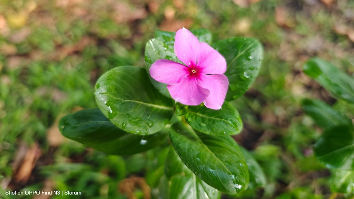 Hình chụp thực tế bằng camera OPPO Find N3