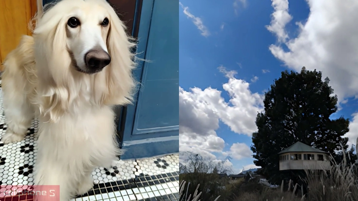 Chức năng ảnh động AI từ OPPO Reno13 F