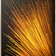 Xiaomi Mi 5 32GB cũ